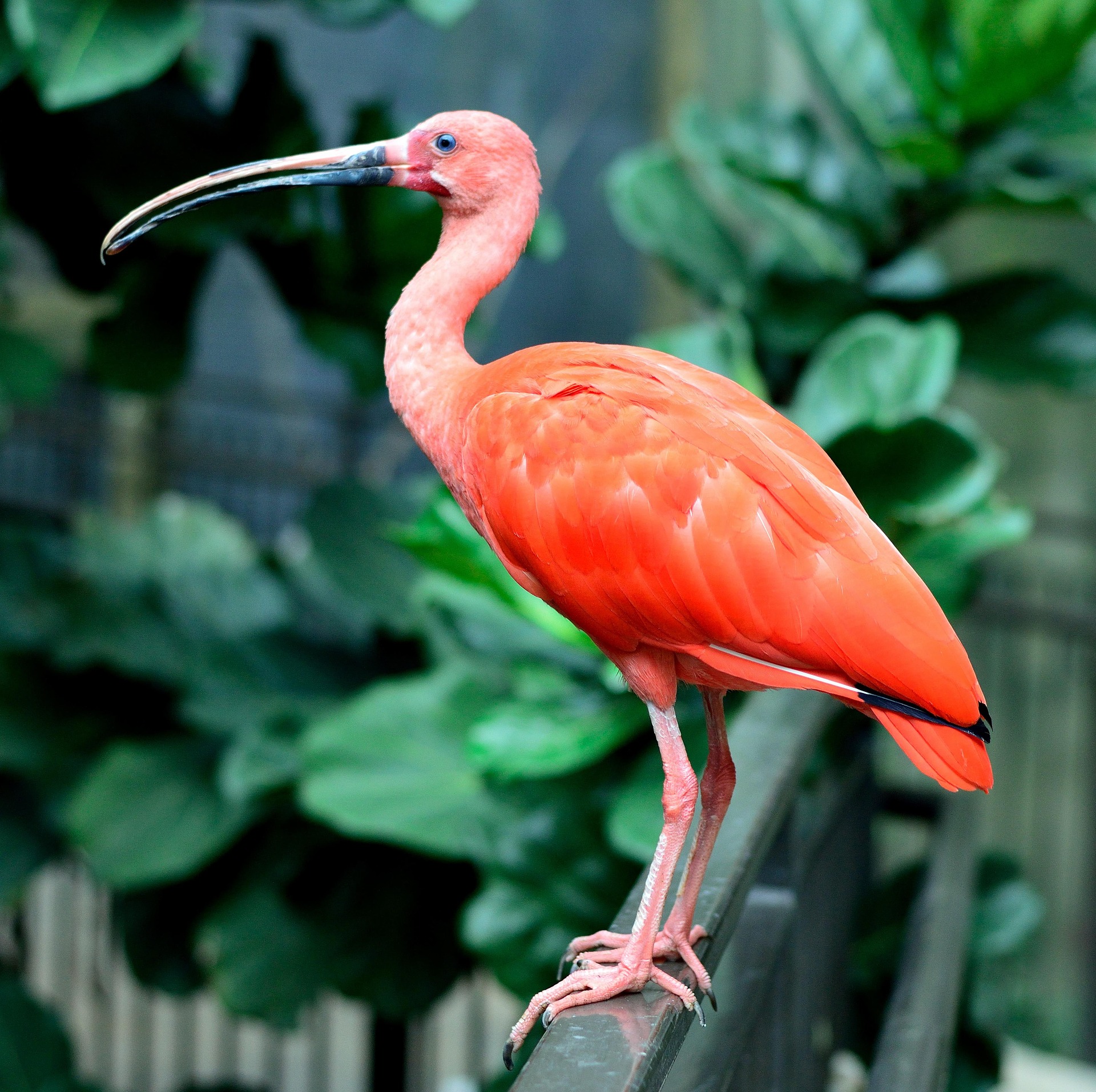 Delta do Parnaíba scarlet ibis