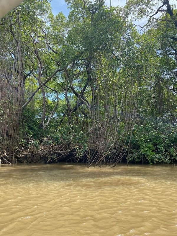 Delta do Parnaíba — mangrove channels