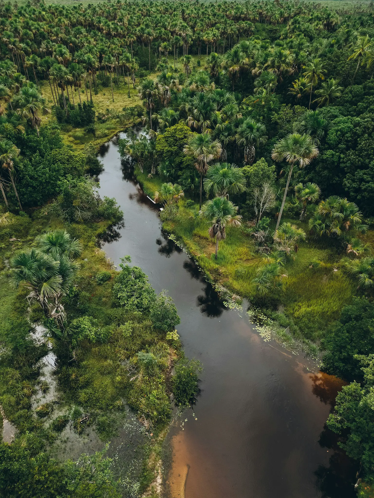 Aerial view of the green waterways of the Parnaíba Delta