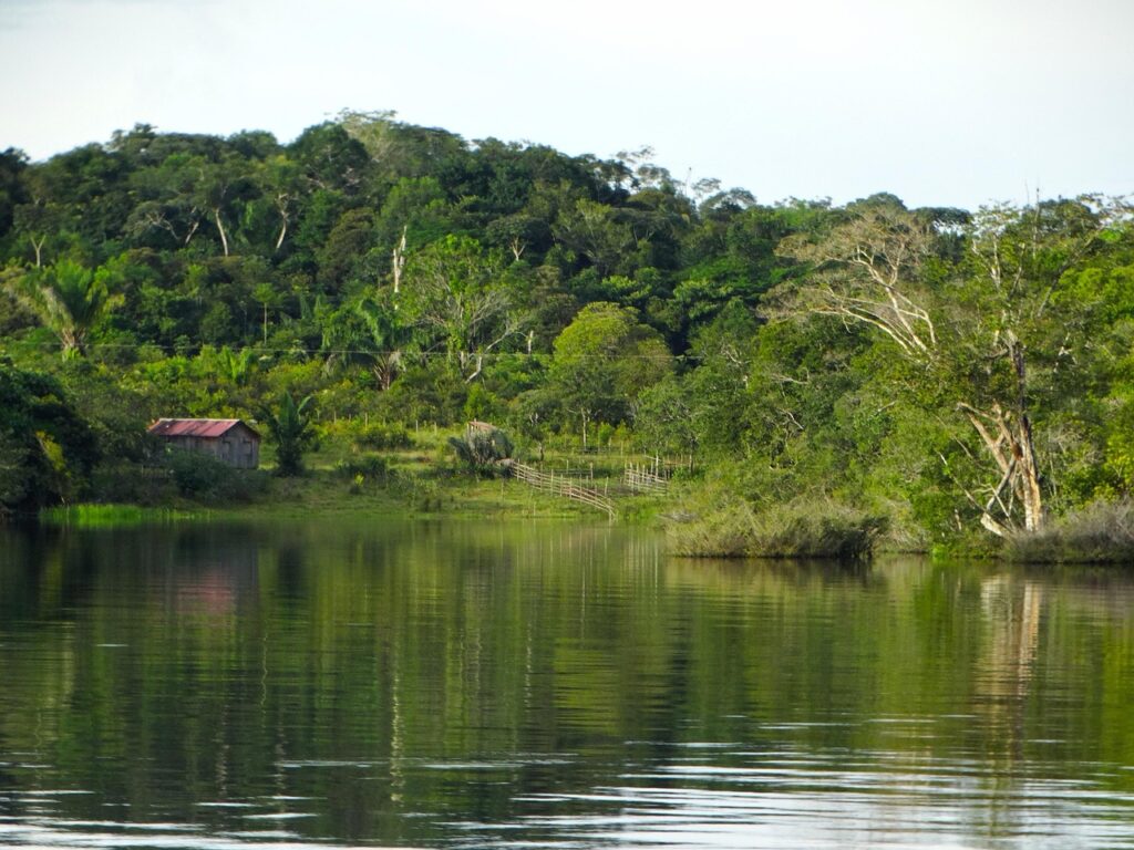 body of water, nature, tree, river, wood, amazon, amazons, brazil, barreirinha, amazon, amazon, amazon, amazon, amazon