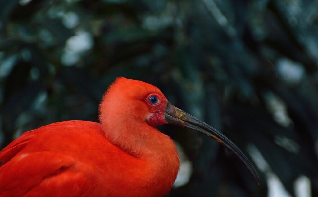 scarlet ibis, blue eyes, bird, nature, wildlife, exotic, portrait, scarlet ibis, scarlet ibis, scarlet ibis, scarlet ibis, scarlet ibis